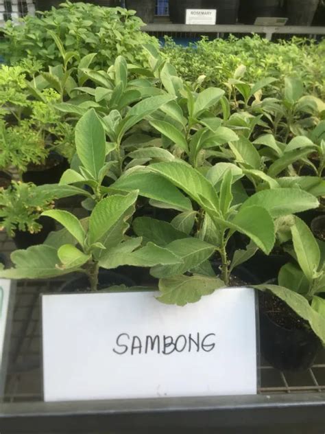 sambong plant for sale